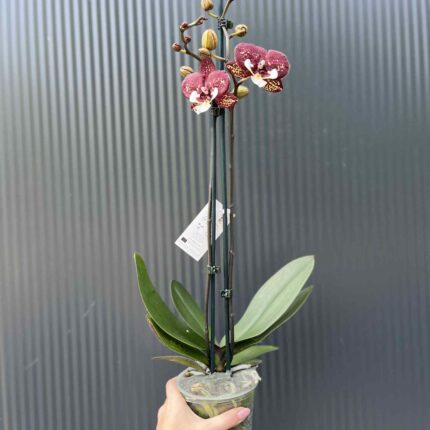 Phalaenopsis Chocolate “Kizz” | Storczyk