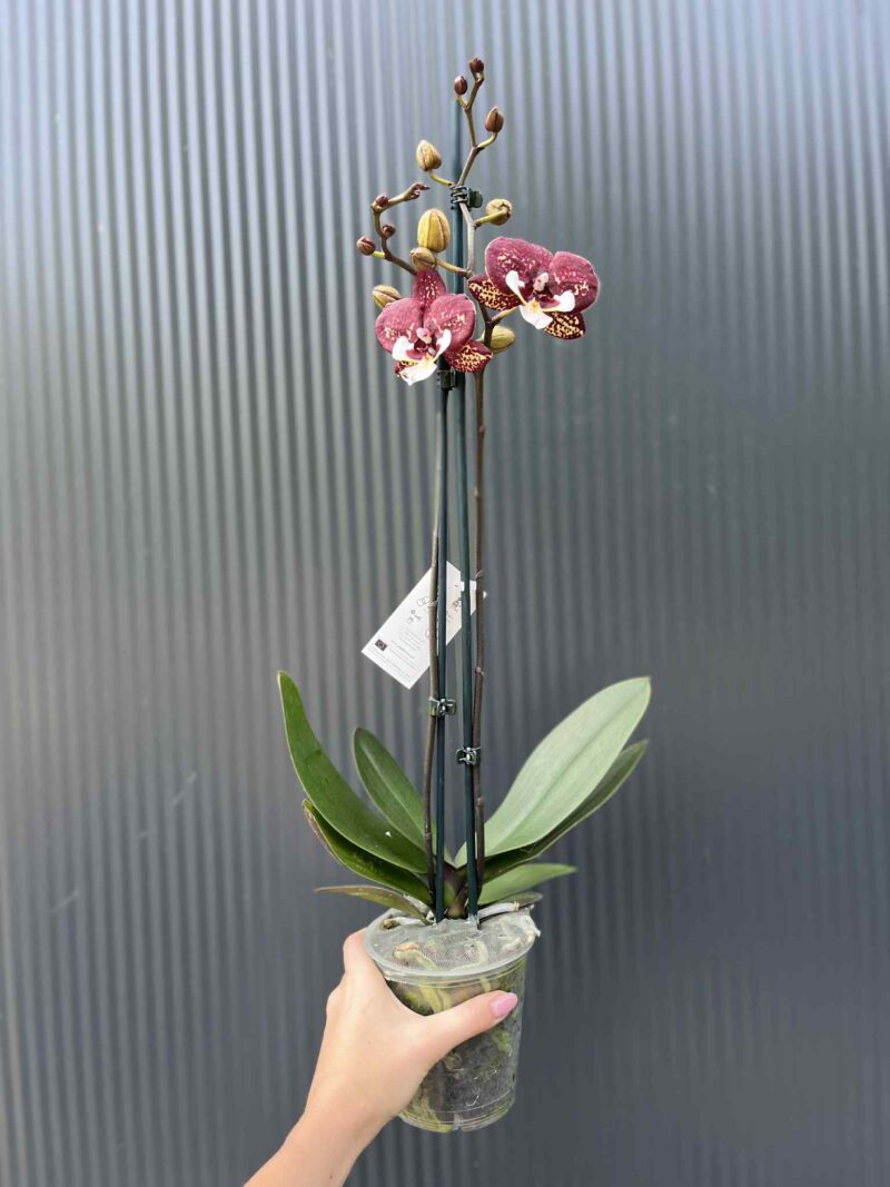 Phalaenopsis Chocolate “Kizz” | Storczyk