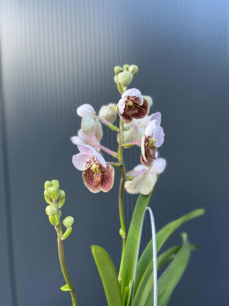 Storczyk Vanda “Hybryda Special ” 4