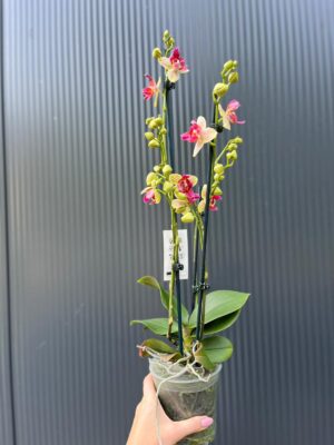 Phalaenopsis Chi-Yueh Kalejdoskop peloric | Storczyk przekwitający