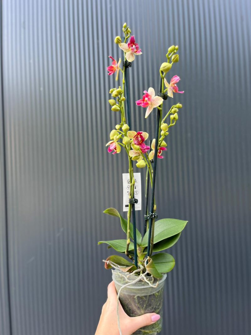 Phalaenopsis Chi-Yueh Kalejdoskop peloric | Storczyk przekwitający
