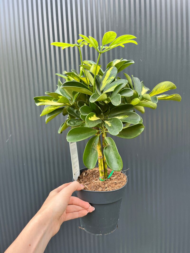 Schefflera arboricola ‘Gold Capella’