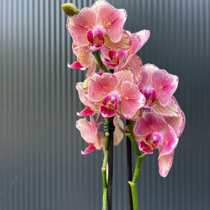 Phalaenopsis Pirate picotee peloric butterfly | Storczyk