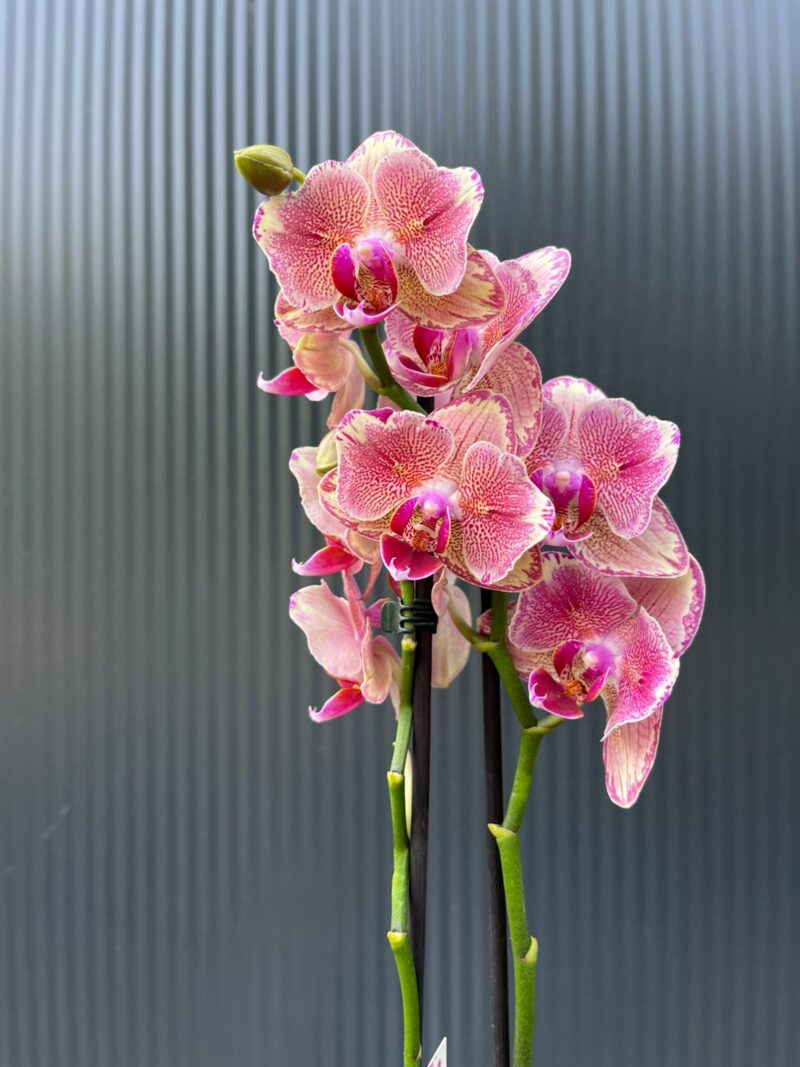 Phalaenopsis Pirate picotee peloric butterfly | Storczyk