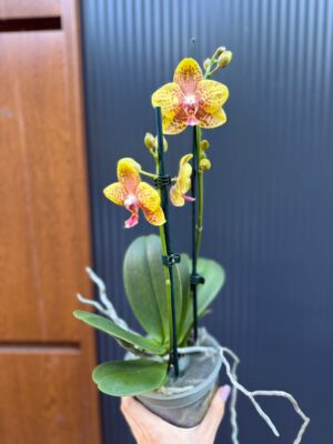 Phalaenopsis Limited 12 | Storczyk Przekwitnięty