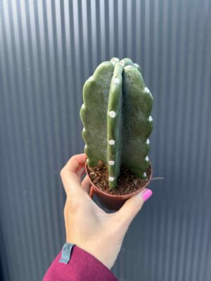 Kaktus ‘Cuddly’