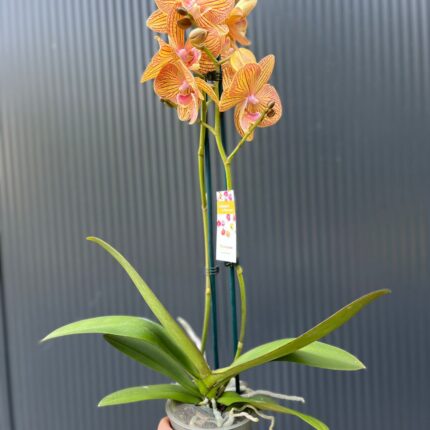Phalaenopsis Orange Anastasia | Storczyk