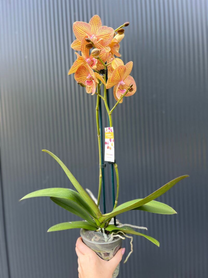 Phalaenopsis Orange Anastasia | Storczyk