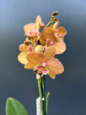 Phalaenopsis Orange Anastasia | Storczyk