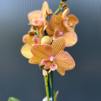 Phalaenopsis Orange Anastasia | Storczyk