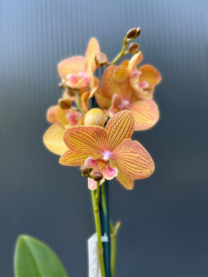 Phalaenopsis Orange Anastasia | Storczyk