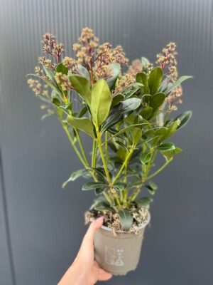 Skimia Japońska Rubella Skimmia