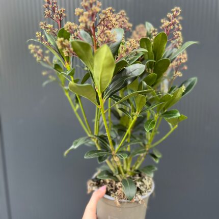 Skimia Japońska Rubella Skimmia