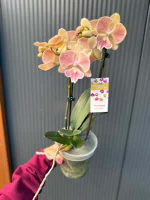 phalaenopsis harck mermaid | Storczyk