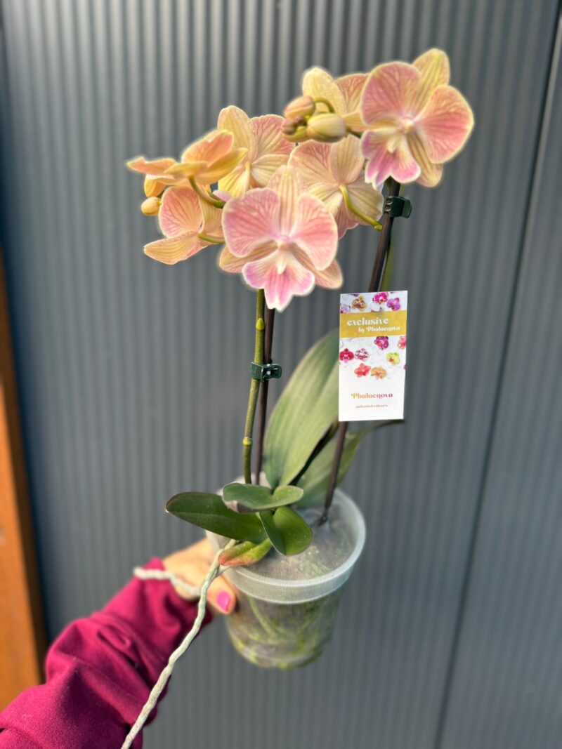 phalaenopsis harck mermaid | Storczyk
