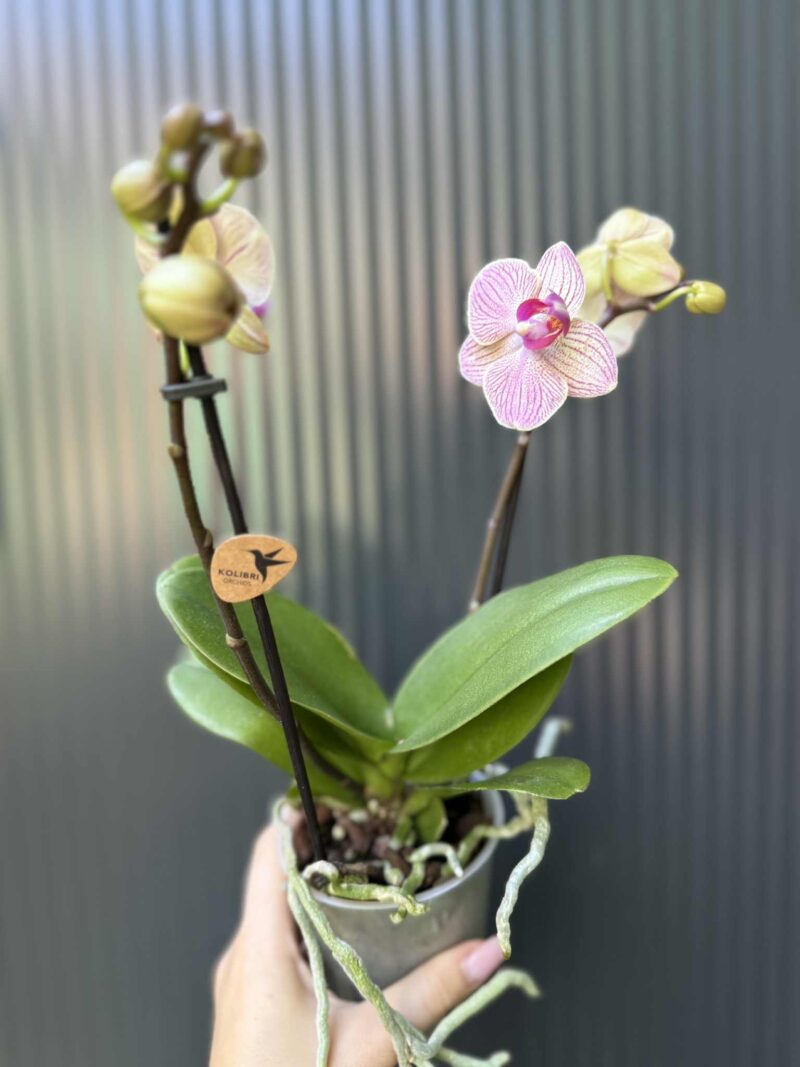 Phalaenopsis ‘France’ | Storczyk