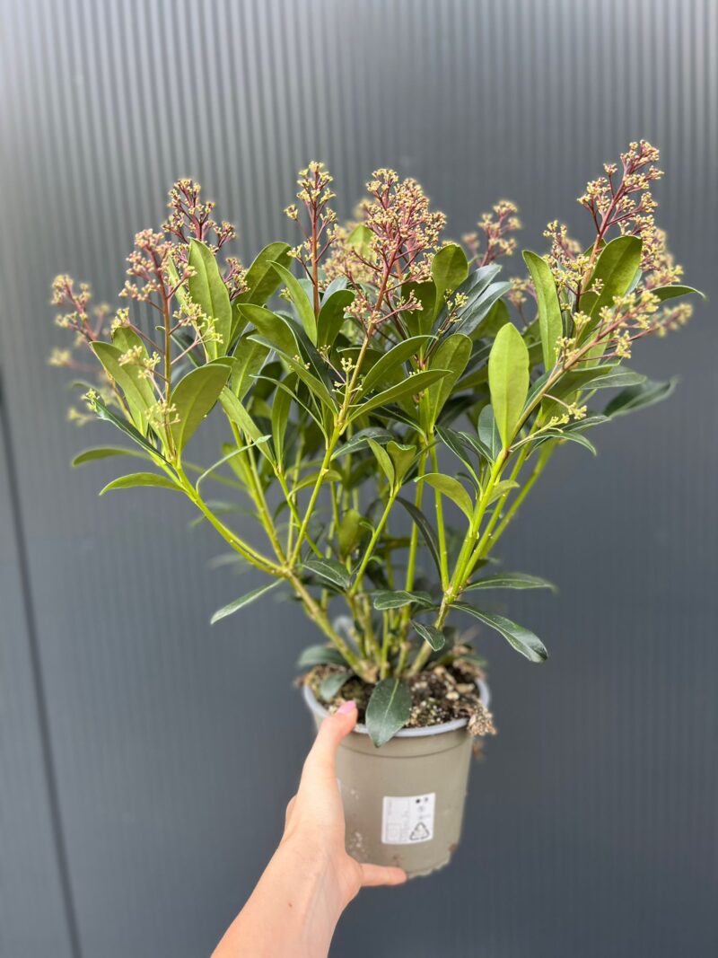 Skimia Japońska Rubella Skimmia