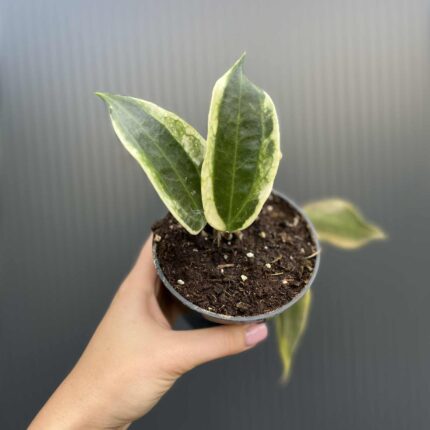 Hoya macrophylla Variegata