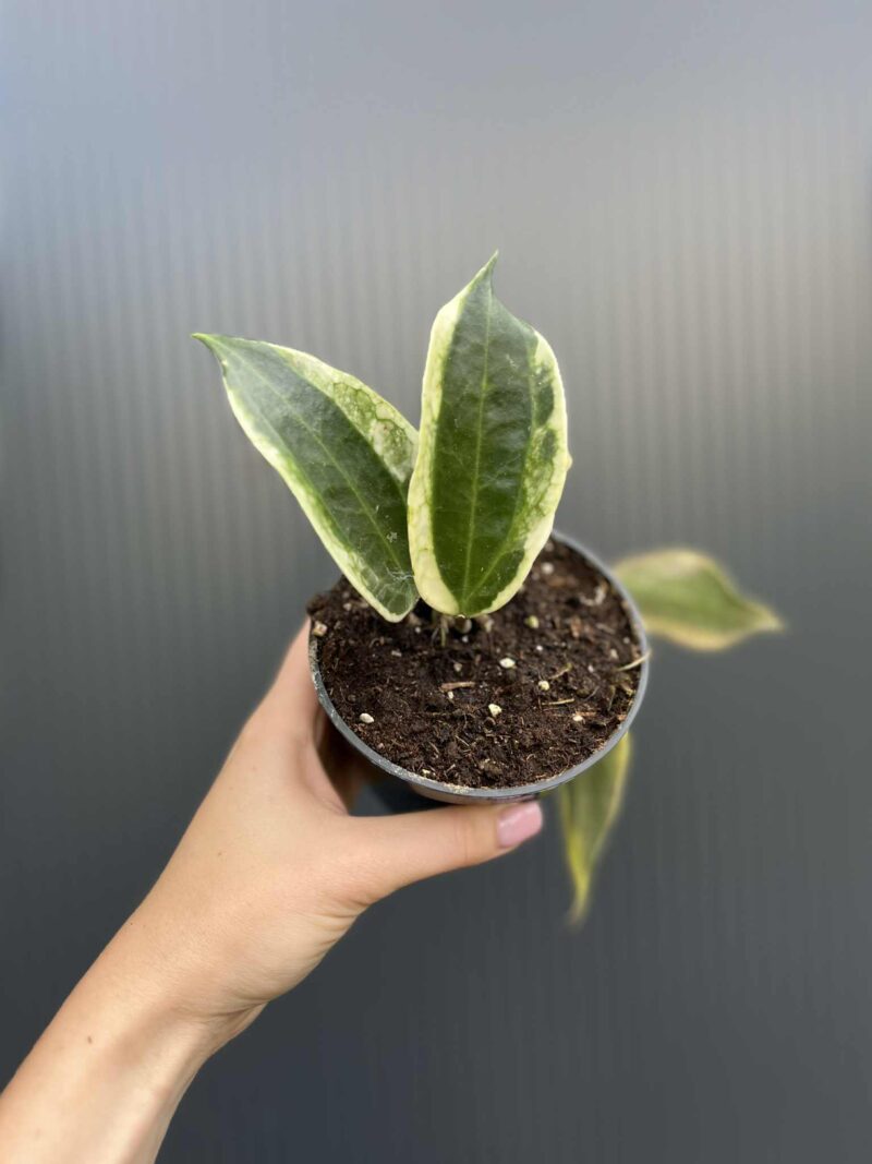 Hoya macrophylla Variegata