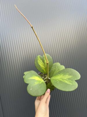 Hoya Kerri Variegata