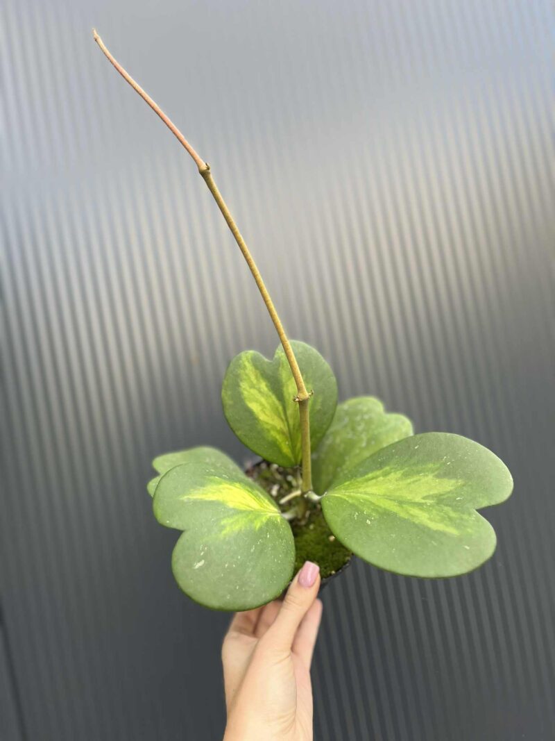 Hoya Kerri Variegata