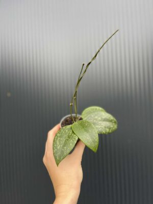 Hoya Wibergiae