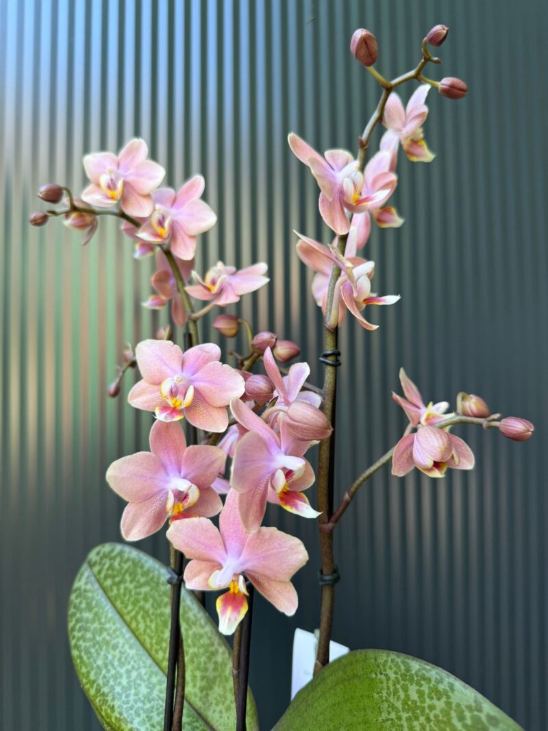 Phalaenopsis Multiflora ‘Aromio Sweet’ | Storczyk pachnący