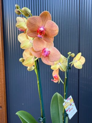 Phalaenopsis Orange Sun | Storczyk