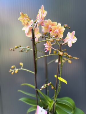 Phalaenopsis Multiflora ‘Aromio Spicy’ | storczyk pachnący
