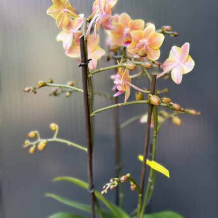 Phalaenopsis Multiflora ‘Aromio Spicy’ | storczyk pachnący