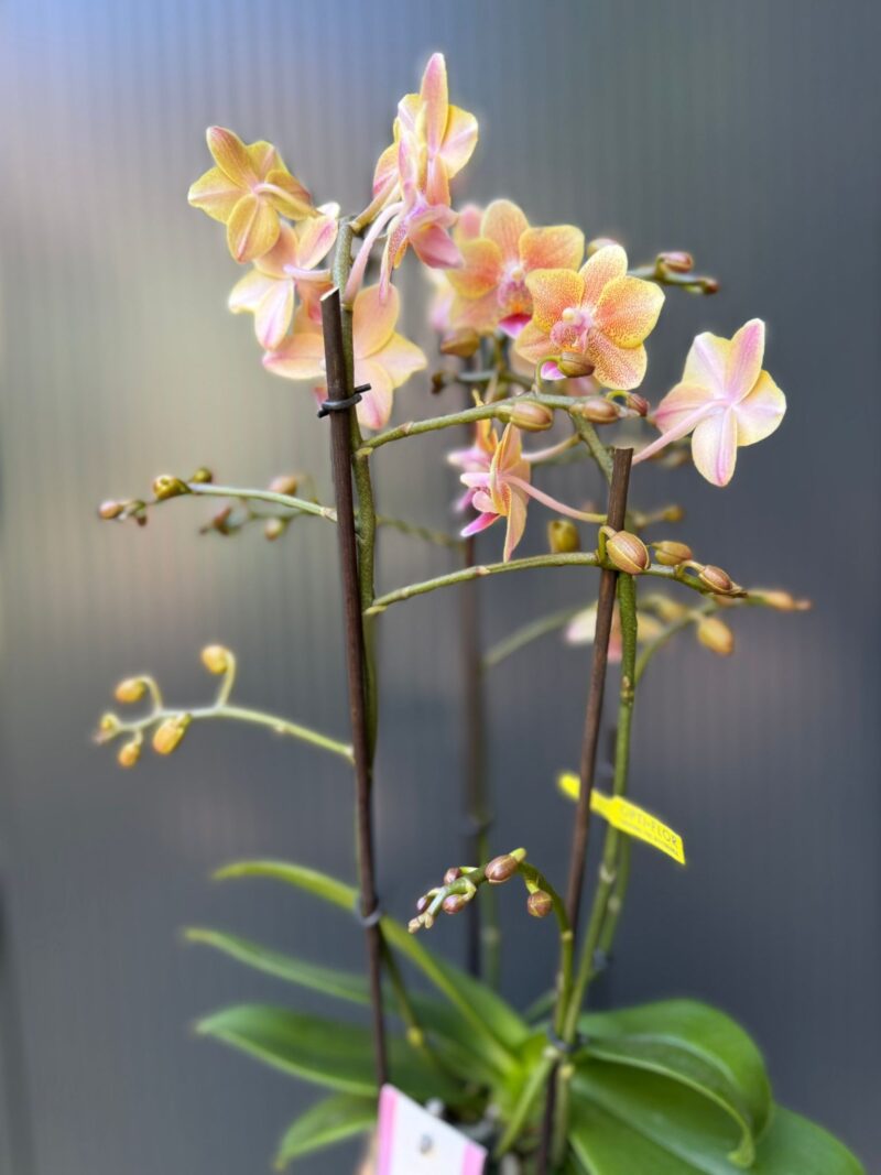 Phalaenopsis Multiflora ‘Aromio Spicy’ | storczyk pachnący
