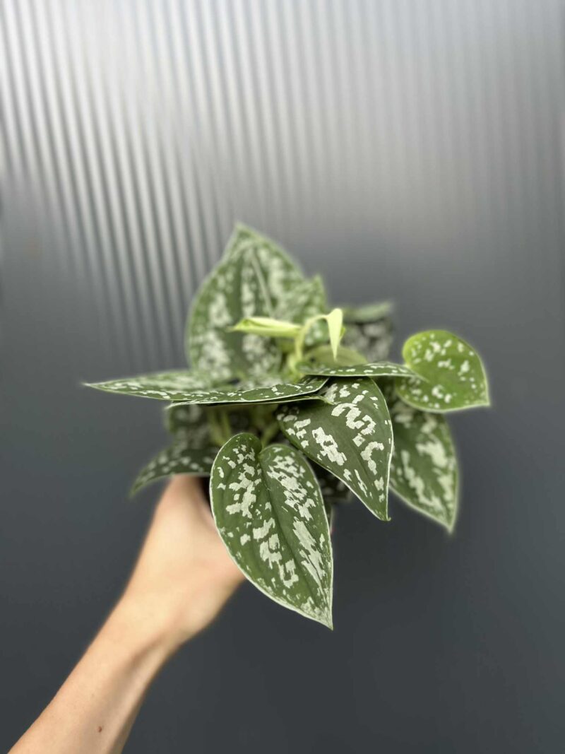 Scindapsus pstry