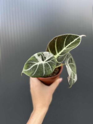 Alocasia Black Velvet Pink Variegata