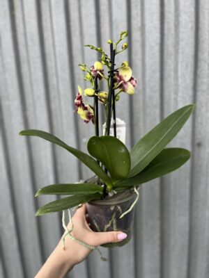 Phalaenopsis Catania | Storczyk