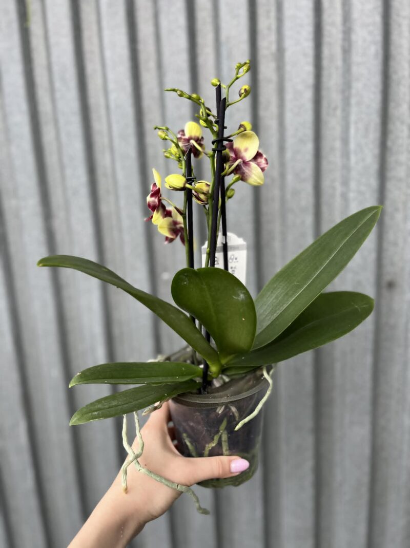 Phalaenopsis Catania | Storczyk
