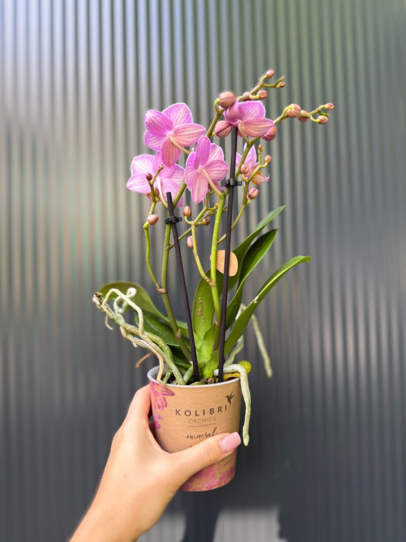 Phalaenopsis Multiflora Switzerland | Storczyk