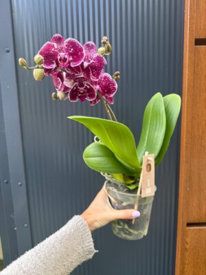 Phalaenopsis Spirit Red | Storczyk Przekwitnięty
