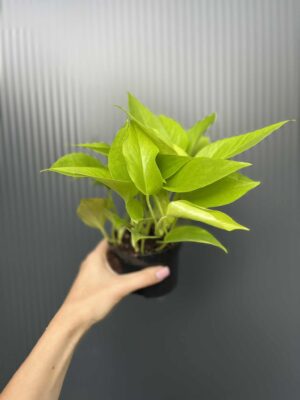 Epipremnum Neon