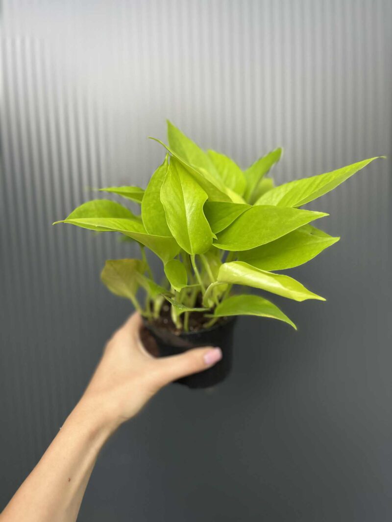Epipremnum Neon