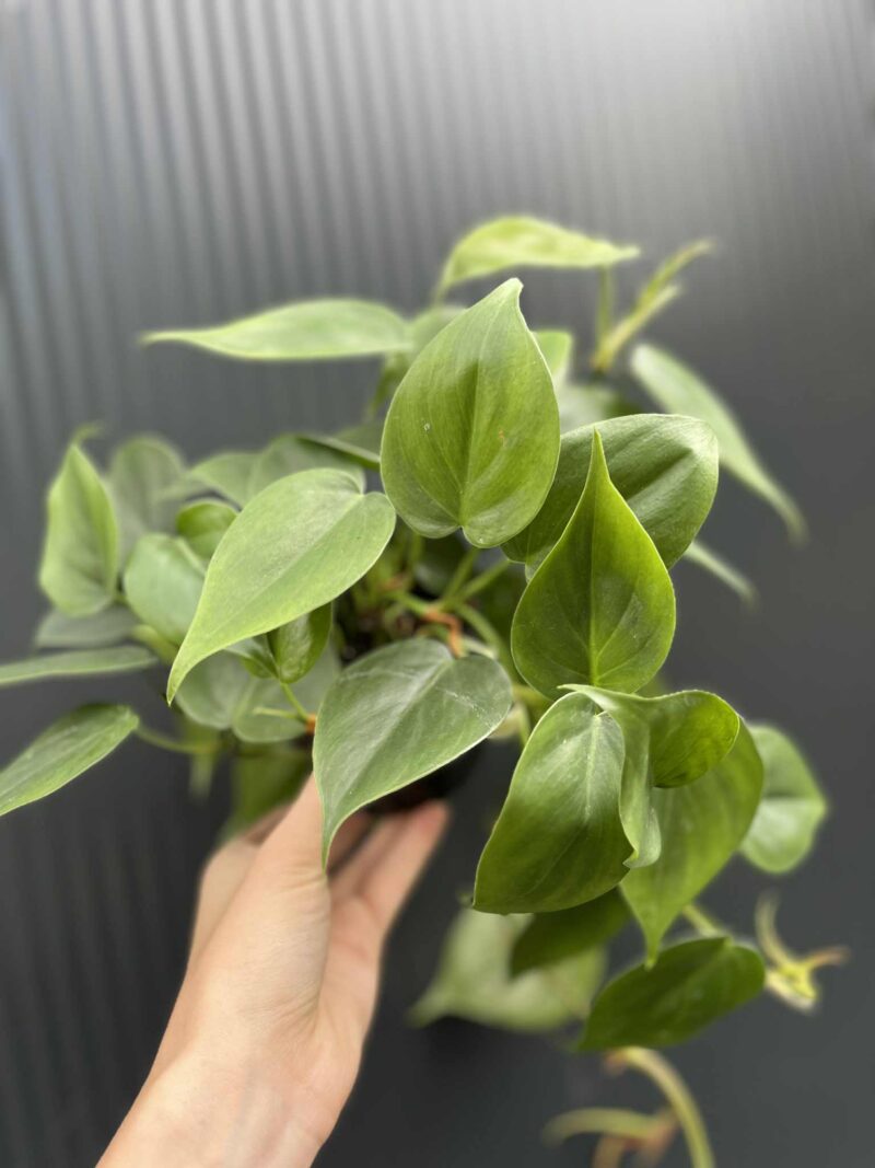 Philodendron Scandens