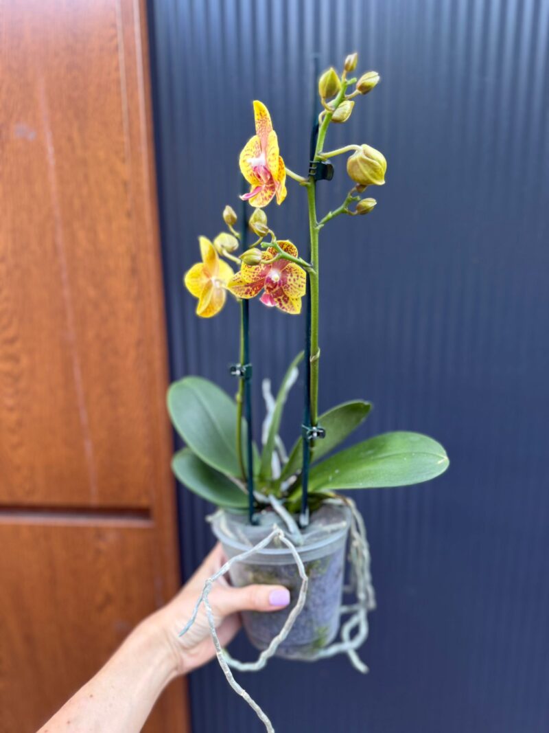 Phalaenopsis Limited 12 | Storczyk Przekwitnięty
