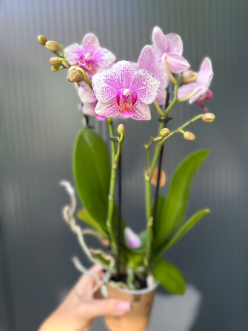 Phalaenopsis Multiflora Rotterdam | Storczyk