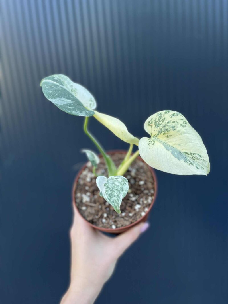 Monstera creme brulée