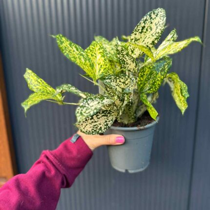 Dracaena surculosa ‘Florida Beauty’