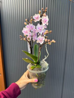 Phalaenopsis pink bubble big lip | Storczyk