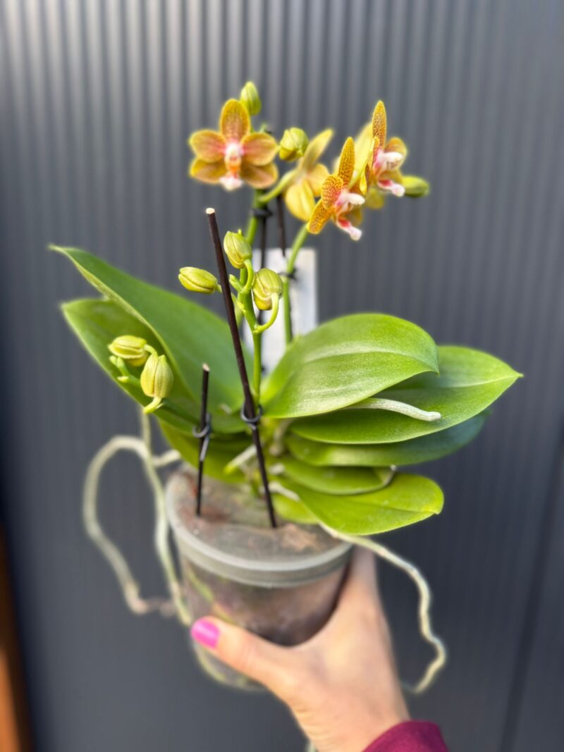 Phalaenopsis table masterpiece | Storczyk