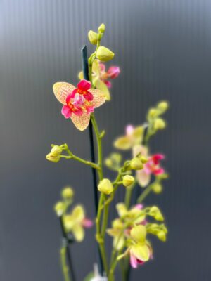 Phalaenopsis Chi-Yueh Kalejdoskop peloric | Storczyk przekwitający