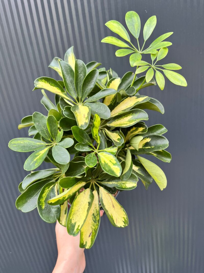Schefflera arboricola ‘Gold Capella’