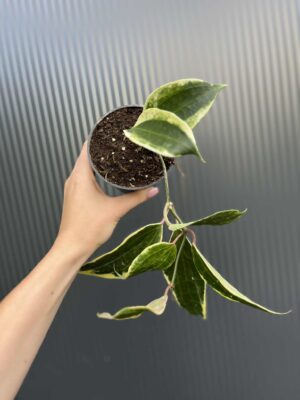Hoya macrophylla Variegata