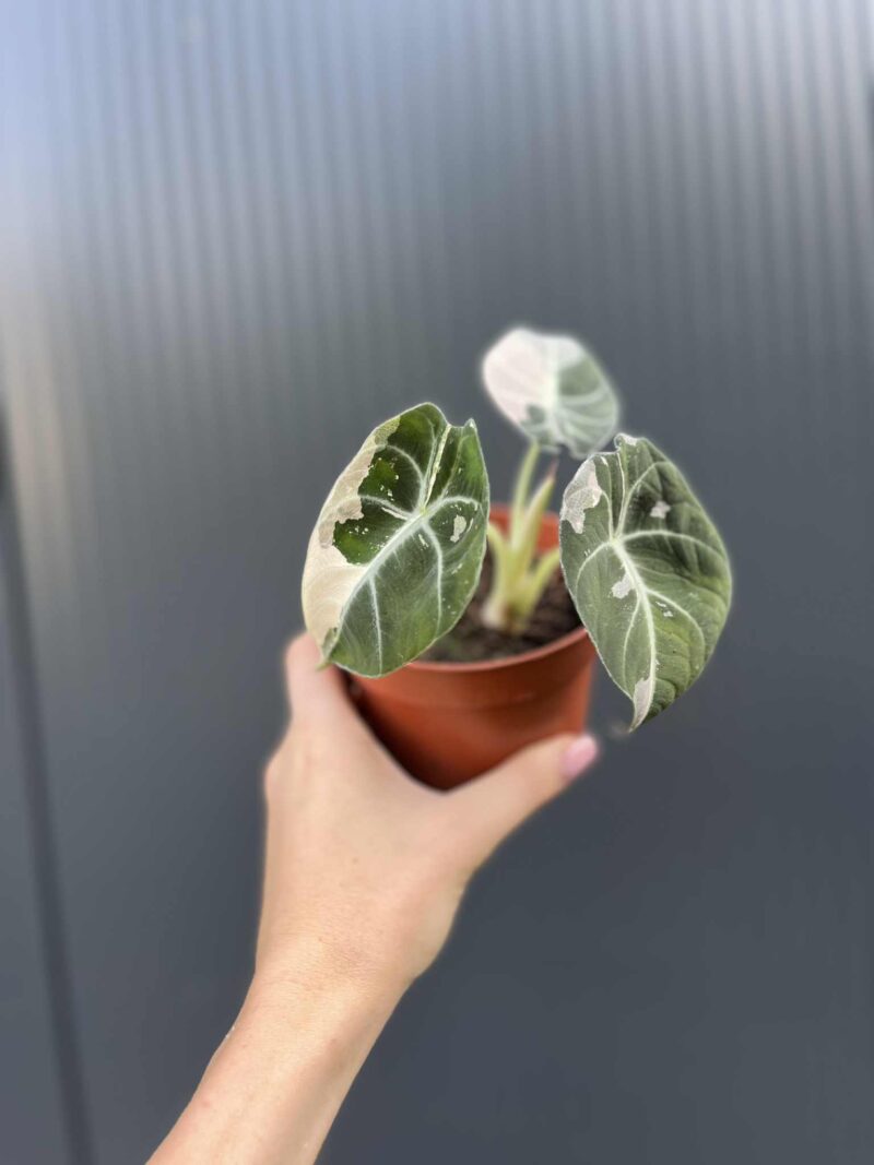 Alocasia Black Velvet Pink Variegata